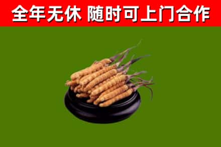 正阳烟酒回收冬虫夏草.jpg