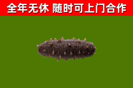 正阳烟酒回收干海参.jpg